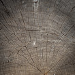 Old tree bark