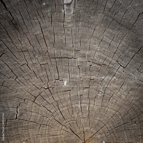 Foto: Old tree bark Old tree bark