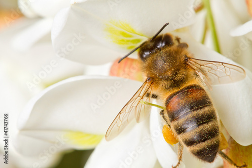Photo: A bee on a flower of acacia A bee on a flower of acacia