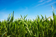 Wiese, Himmel, Landwirtschaft, Subvention,