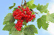 Johannisbeeren