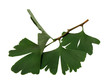 Fresh ginkgo sprig, plant of the ginkgo