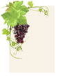 page de vigne page de vigne