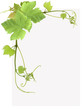 page de feuilles de vigne page de feuilles de vigne