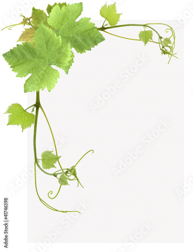 Photo: page de feuilles de vigne page de feuilles de vigne