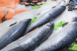 salmon fish