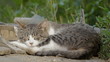 Cat posing and resting
