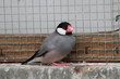 Brightly coloured finch