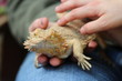 Pet lizard