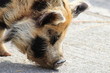 Wild pig