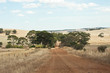 dirt road through gum trees