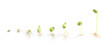 Sequence of bean plant growing isolated on white background