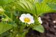 Strawberry flowering