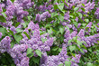Lilac flowering