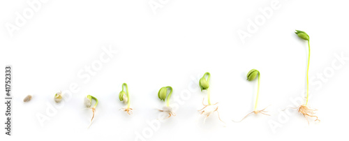 Photo: Sequence of bean plant growing isolated on white background Sequence of bean plant growing isolated on white background
