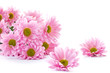 chrysanthemum flowers