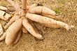 Tapioca Plants Cassava