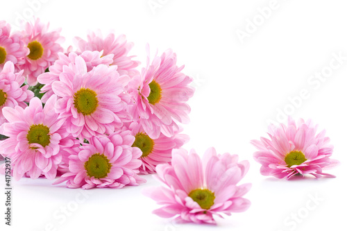 Photo: chrysanthemum flowers chrysanthemum flowers