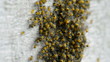 Swarming baby spiders