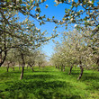 Pommier fleuri au printemps C