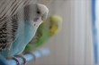 Beauty Parrots