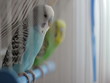 Beauty Parrots