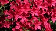 Rote Azalee Rote Azalee