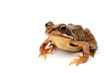 Kröte (Bufonidae)