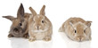 Foto: Bunny Bunny