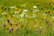 blumenwiese