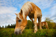 Pferde, Haflinger