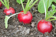 Photo: Three radishes on a bed garden Three radishes on a bed garden