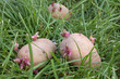 Photo: Three sprouted potatoes on a grass Three sprouted potatoes on a grass