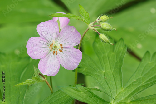 Photo: Pink Bloom Pink Bloom