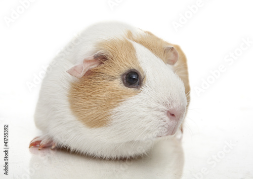 Foto: Guinea pig Guinea pig