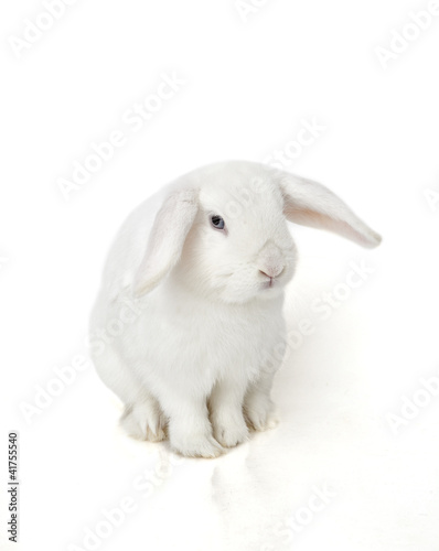 Foto: Bunny Bunny