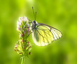 Contraluz de una mariposa en la flor