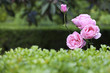 Rosa en el jardín del Palacio de Viana, Córdoba