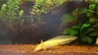 Video: AXOLOTL Albinos AXOLOTL Albinos