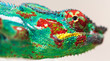 tête de caméléon panthère