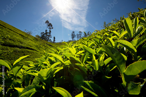 Photo: Tea plantation Tea plantation