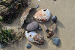Mussels on the beach