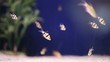 Video: Fish .. Fish ..