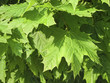 Maple leaves