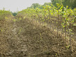 Young plants in a field