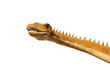 Dinosaur
