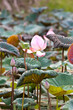 View of quiet backwater lake with lotuses