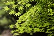 新緑