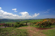 Path through gorse on Selworthy Beacon in Exmoor Path through gorse on Selworthy Beacon in Exmoor