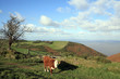 Cow on Selworthy Beacon in Exmoor Cow on Selworthy Beacon in Exmoor